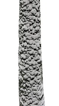 Tree trunks with snow isolated on white background Stock Photos