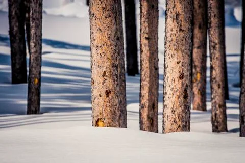 Tree trunks with snow Stock Photos