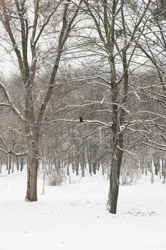Tree trunks with snow stuck to them on a winter day Stock Photos