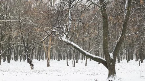 Tree trunks with snow stuck to them on a winter day Stock Photos