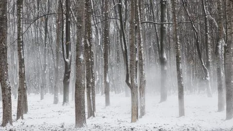 Tree trunks with snow stuck to them on a winter day Foto stock