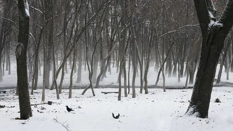 Tree trunks with snow stuck to them on a winter day Stock Photos