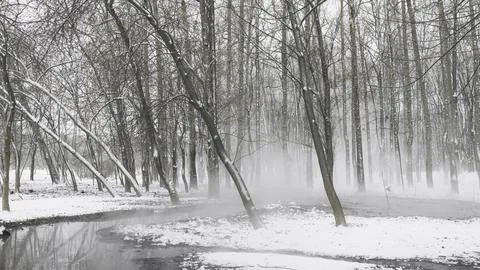 Tree trunks with snow stuck to them on a winter day Foto stock