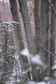Tree trunks snowing forest Stock Photos