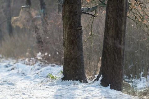 Tree trunks with snowy forest ground. Stock Photos