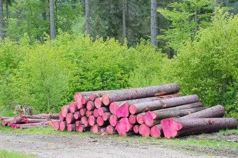 Tree trunks sprayed against to bark beetle, protection in the forest. Stock Photos