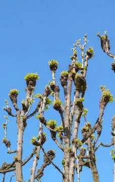 Tree trunks with spring pruning and the first green leaves against a blue sky Stock Photos