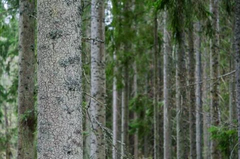 Tree trunks in a spruce tree forest Stock Photos