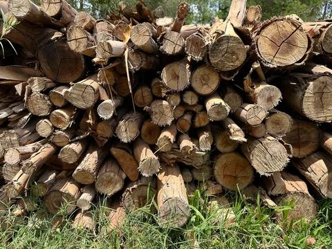 Tree trunks stacked in a forest environment Stock Photos