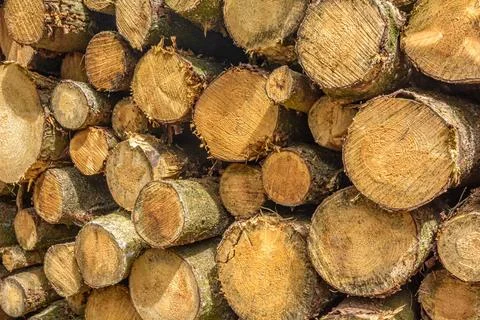 Tree trunks stacked 스톡 사진