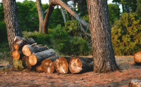 Tree trunks stacked in a pile in a forest for firewood Stock Photos