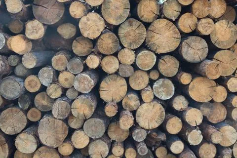 Tree trunks stacked for removal. Backgrounds and Textures Stock Photos