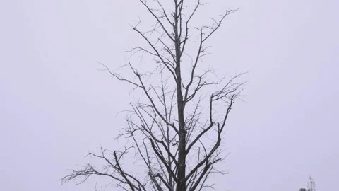 Tree trunks straight up against the wind and snow in winter 스톡 동영상 166359703