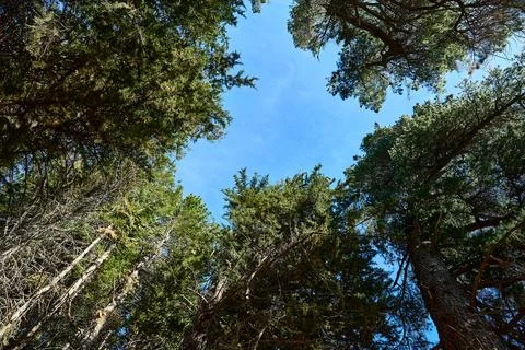 Tree trunks stretch with green crowns into the blue sky. Stock Photos
