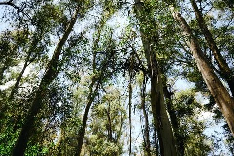 Tree trunks stretch with green crowns into the blue sky. Stock Photos