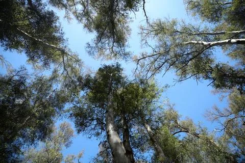 Tree trunks stretch with green crowns into the blue sky. Stock Photos