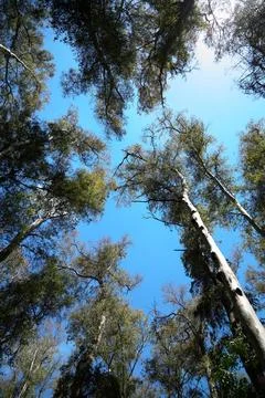 Tree trunks stretch with green crowns into the blue sky. Stock Photos