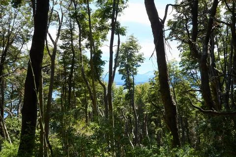 Tree trunks stretch with green crowns into the blue sky. Foto stock