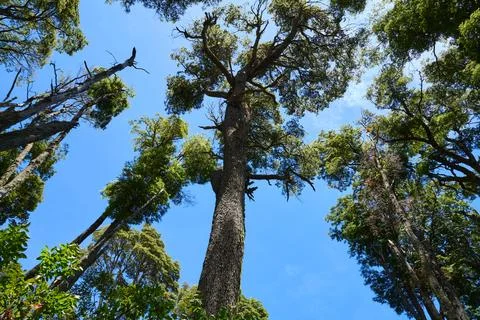 Tree trunks stretch with green crowns into the blue sky. Stock Photos