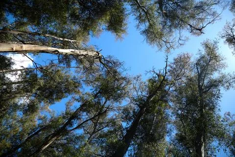 Tree trunks stretch with green crowns into the blue sky, San Carlos de Barilo Stock Photos