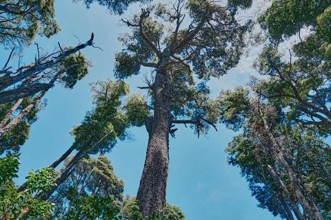 Tree trunks stretch with green crowns into the blue sky Stock Photos