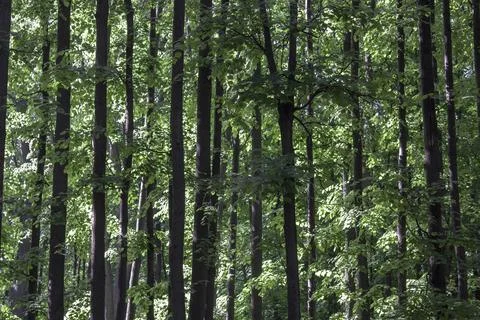 Tree trunks in a summer green forest Foto stock