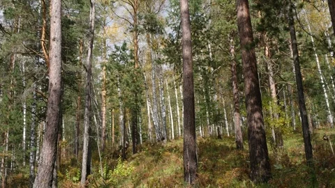 Tree trunks in a sunny autumn forest. Stock Footage 310491786
