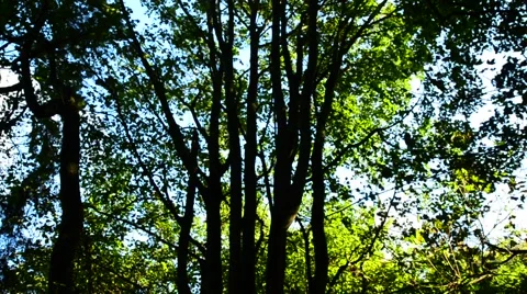 Tree trunks swaying on a windy day Stock Footage 41465768