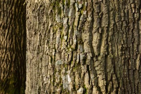 Tree Trunks Texture of Oak and Beech Background Stock Photos