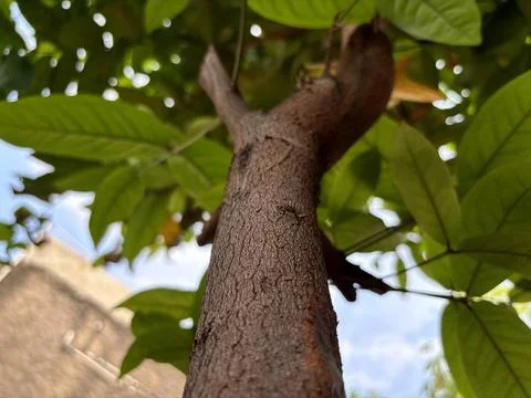 Tree trunks with textured reddish brown Stock Photos