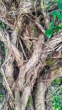 Tree trunks tightly intertwined with each other. Stock Photos