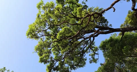 Tree trunks in Timber depot India Vertical 動画素材 335645855