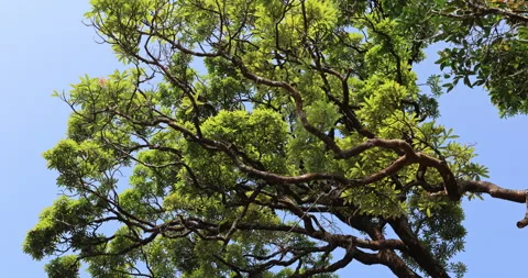 Tree trunks in Timber depot India Vertical 動画素材 335645972