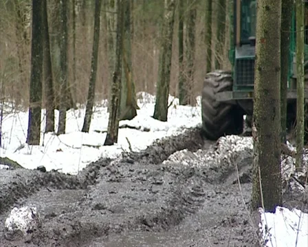 Tree trunks transport Stock Footage 10956960