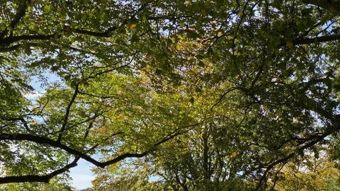 Tree trunks view from the ground Stock-Footage 119207782