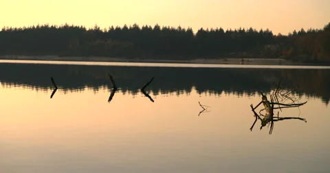 Tree trunks in water sunny day Stock Footage 188938873