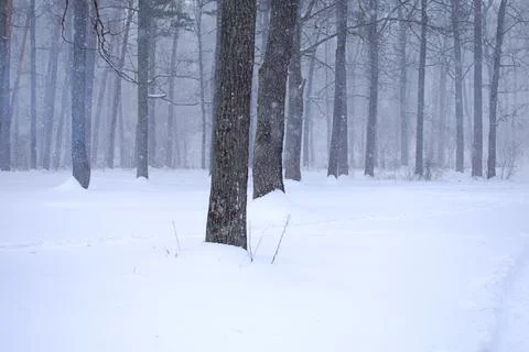 Tree trunks in winter oak forest Stock Photos