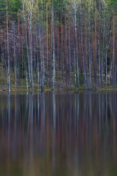 Tree trunks without foliage water reflection, vertical oreientation Stock Photos