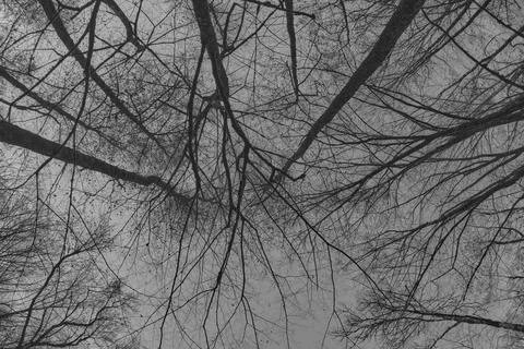 Tree trunks without leaves against the sky, black and white Foto stock