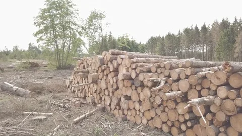Tree Trunks Wood Clearing Stock Footage 111228577