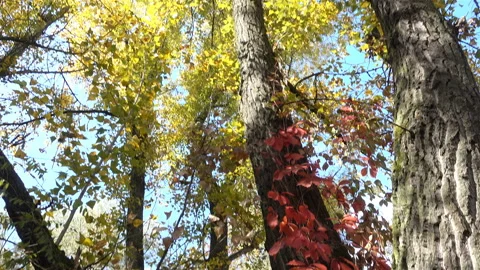 Tree trunks with yellow leaves in the blue sky in 4K. Stock Footage 120348580