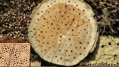 Tree trunnk and wild bees Osmia Bicornis at insect box Video stock 119271964