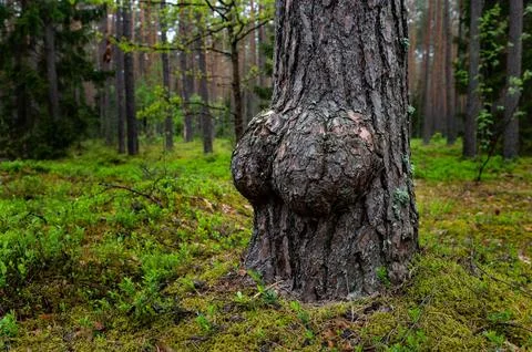 Tree tumor in the forest Stock Photos