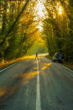 Tree tunnel in autumn Stock Photos