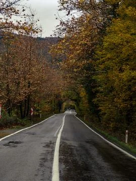 Tree tunnel in autumn Stock Photos