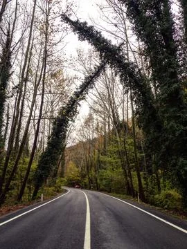 Tree tunnel in autumn Stock Photos
