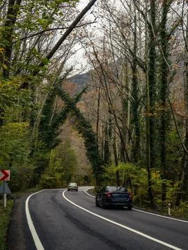 Tree tunnel in autumn Stock Photos