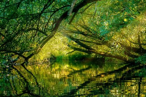Tree tunnel on a calm river with reflection Stock Photos