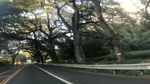Tree Tunnel Stock Footage 233859552