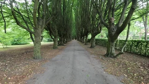 Tree Tunnel Stock Footage 246745926